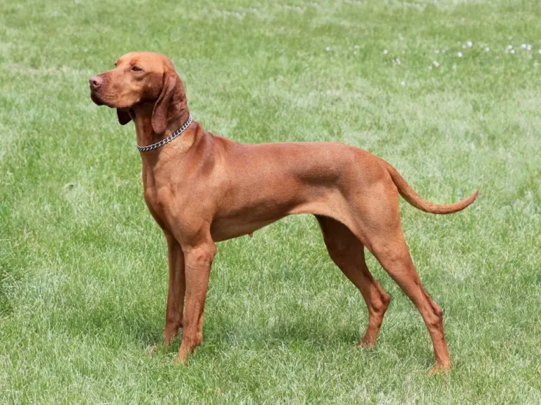 Vizsla Puppies-=