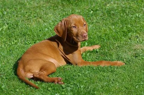 vizsla pups