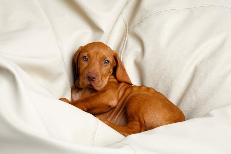 vizsla pups1.