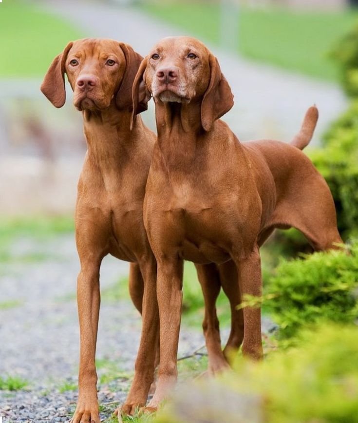 vizsla pups1