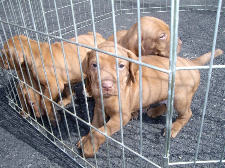 vizsla pups11