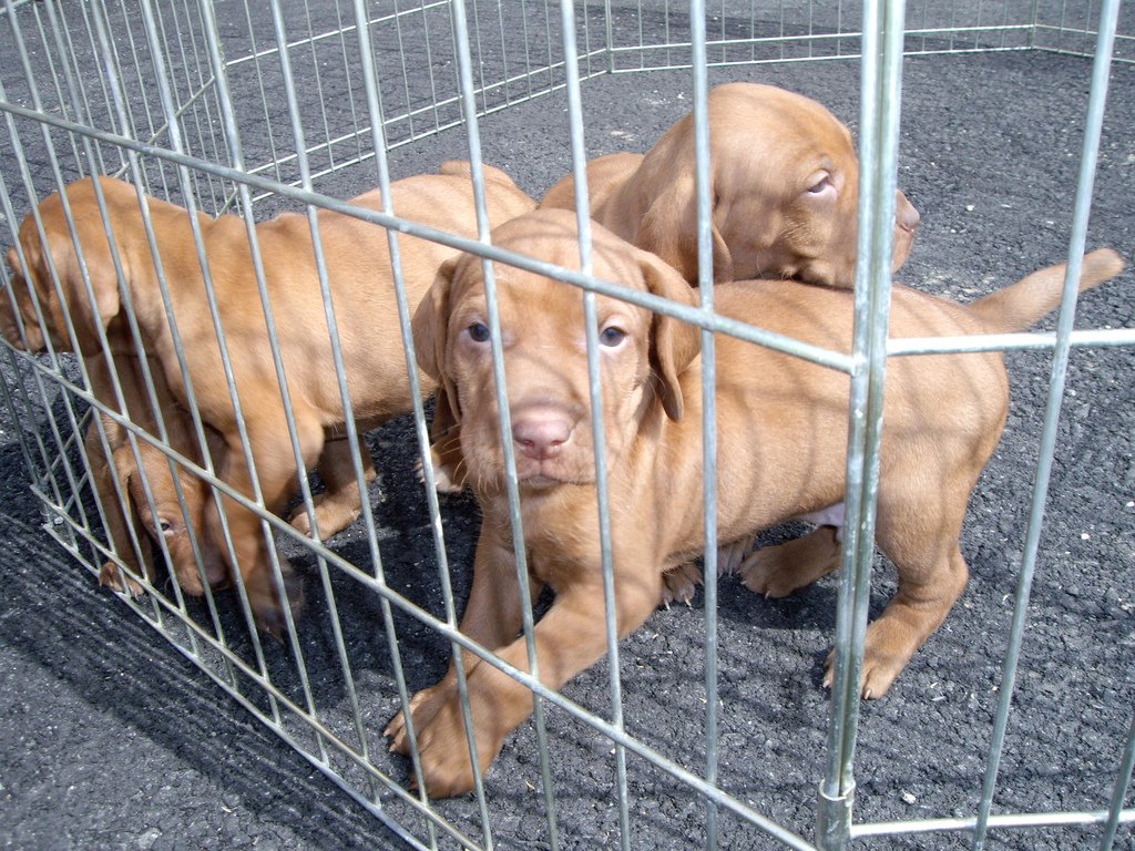 Vizsla Puppies For Sale